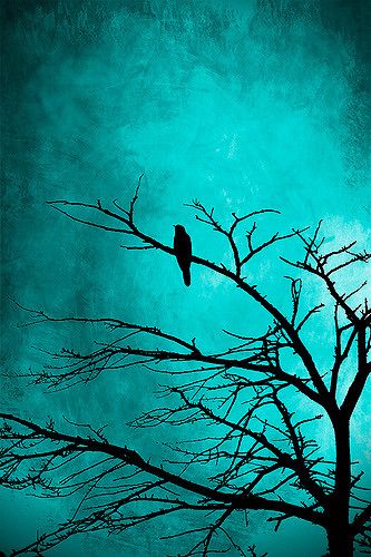 All sizes | 30 Days of Gratitude- Day 30 | Flickr - Photo Sharing! Bird Silhouette Art, Gratitude Day, Painting Canvases, Bird Silhouette, Tree Silhouette, Silhouette Art, Bird Photography, William Shakespeare, Birds Painting