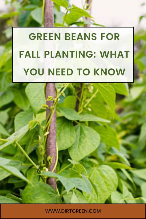 Green Beans for Fall Planting: What You Need to Know Fall Green Beans, Planting Green Beans, Best Green Beans, Pioneer Living, Suburban Homestead, Growing Green Beans, Plants Vines, Seed Starters, Kinds Of Beans