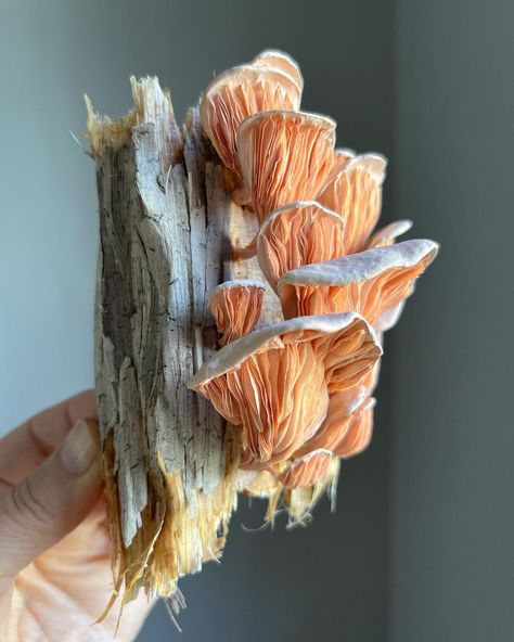 Ann Wood @Woodlucker/paper art on Instagram: “I’m excited to share these paper pink oyster mushrooms with you today. I’ve pondered creating mushrooms in paper for quite a while now.…” Paper Mushrooms, Paper Botanicals, Ann Wood, Mushroom Crafts, Colossal Art, Mushroom Art, Paper Artist, Crepe Paper, Paper Sculpture