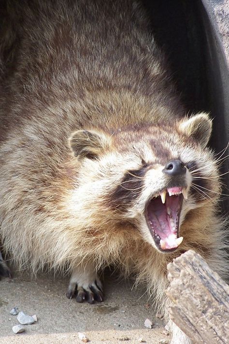 What a angry look?😑😑🙄🙄 👇 #raccoonlife #raccooncafe #raccoonbaby #babyraccoon #raccoonlife #raccooncafe #raccoonbaby #babyraccoon #fabraccoon #pet #petsarefamily #animal #mapache #animalsrights #trashgang #raccoondoll #coon #coonies #raccoonslides #raccoonbabies #raccooneggs #raccooncore #raccoonfamily #raccoonface Angry Raccoon, Angry Look, Raccoon Family, Baby Raccoon, Oc Drawings, Pet, Animals