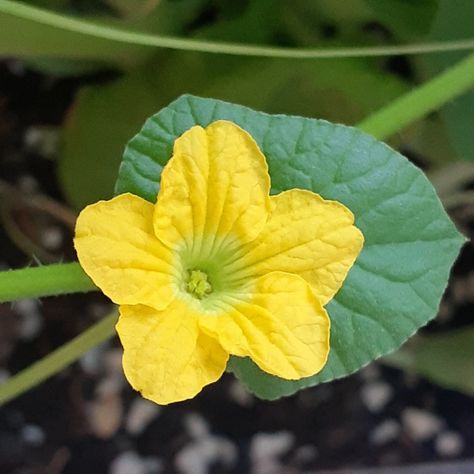 Cantaloupe Flower| Nature's Gift | Tree | flower | garden | flowers | outdoor The cantaloupe plant, also known as muskmelon, is a popular melon that is commonly grown in many home gardens, as well as commercially. It is easily recognized by the net-like rind and sweet orange color inside. Cantaloupes are closely related to cucumbers, squash, and pumpkins, therefore, share similar growing conditions. Tattoo Jimin, Cantaloupe Plant, Cantaloupe Wallpaper, Trellis Cantaloupe, Fruit Blossoms, Cantaloupe Pictures, Calamondin Orange Tree, Melon Varieties, Japan Wallpaper