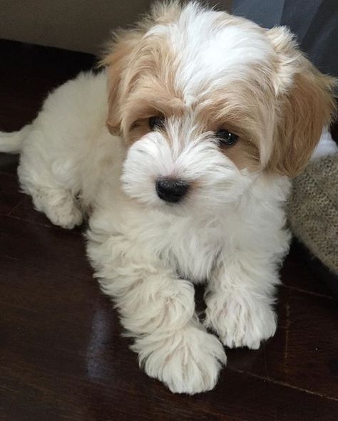 Anjing Poodle, Maltese Poodle, Maltipoo Puppy, Havanese Puppies, Hybrid Dogs, Havanese Dogs, Cute Little Puppies, Cute Dogs And Puppies, Baby Dogs