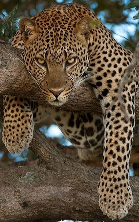 Cat Relaxing, Regnul Animal, Leopard Cat, Exotic Cats, Majestic Animals, Cheetahs, Large Cats, Wildlife Animals, African Animals