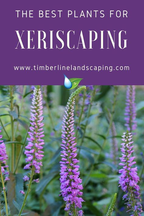 Ready to save water but also want to enjoy a beautifully landscaped yard? If so, xeriscaping, an environmentally friendly method of landscaping that uses water conserving plants and principles, may be for you. Our landscape design team put together some favorite xeric plants for Colorado Springs.    #xeric #droughttolerantplants Colorado Landscaping, Xeriscape Plants, Xeriscape Front Yard, Xeriscape Landscaping, Landscaping Around Trees, Residential Landscaping, Making Plant Pots, Drought Tolerant Landscape, Lawn Service