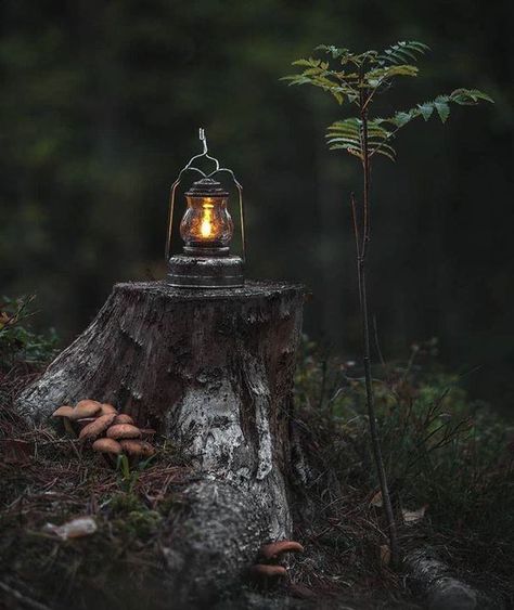 Best Hd Background, Old Lanterns, Mystical Forest, Over The Garden Wall, Airbrush Art, Witch Aesthetic, Tree Stump, Green Witch, Fantasy Aesthetic