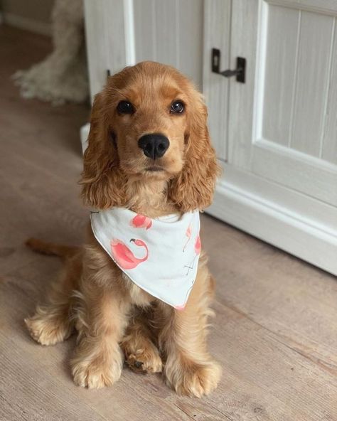 English Cocker Spaniel Puppies, Golden Cocker Spaniel, Instagram King, Cocker Spaniel Puppies, Cocker Spaniel Dog, Very Cute Dogs, English Cocker Spaniel, Cocker Spaniels, Spaniel Puppies