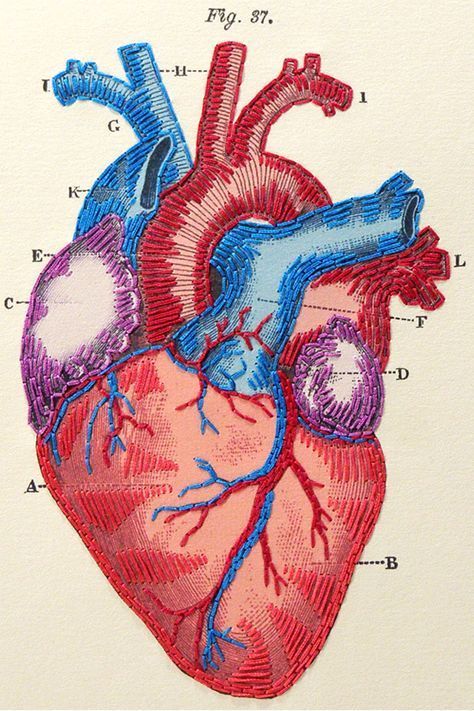 Anatomical Heart Drawing, Heart Anatomical, Anatomical Heart Art, The Human Heart, Heart Anatomy, Wall Art Illustration, Sun Illustration, Embroidery Hearts, Heart Illustration