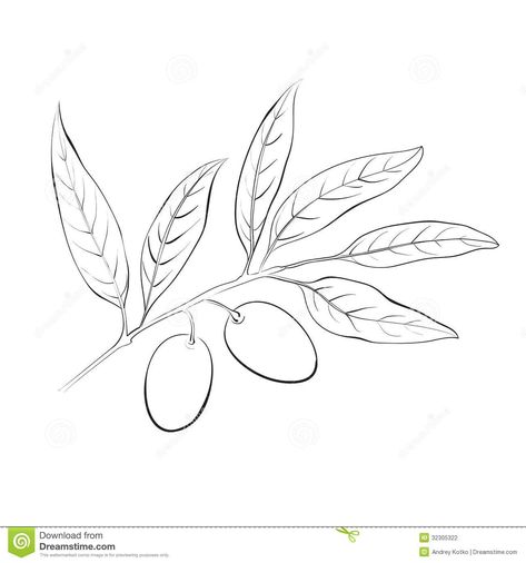 Hand drawn olive branch. Olives Drawing, Olive Drawing, Tree Branch Drawing, Olive Tree Tattoos, Olive Tree Branch, Tree Drawing Simple, Light Bulb Drawing, Branch Drawing, Branch Vector