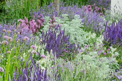 Discover six garden colour schemes to try, including how to get a beautiful white-themed border, with help from the experts at BBC Gardeners' World Magazine. Garden Colour Schemes, Blue And Purple Combination, Salvia Garden, Purple Combination, Purple Flowers Garden, Garden Drawing, Gravel Garden, Lavender Garden, Purple Garden