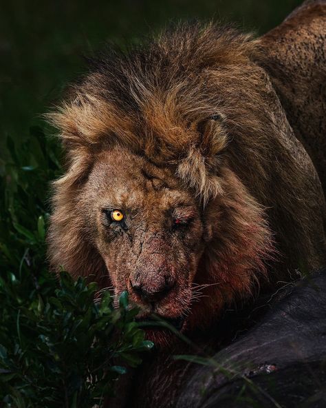 León, Leones, Lion, Big cat, Animal, Naturaleza,Scar león Predator Aesthetic, Wounded Lion, Terrifying Animals, Lion Pics, Scary Lion, Lion Aesthetic, Most Dangerous Animals, Wild Animal Wallpaper, Amazing Animal Pictures