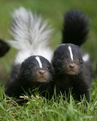 Cuteness Alert- Two baby skunks in the Smoky Mountains Baby Skunks, Tiny Animals, Nature Aesthetics, Raise Vibration, Fluffy Animals, Cute Creatures, Sweet Animals, The Grass, Animals Images