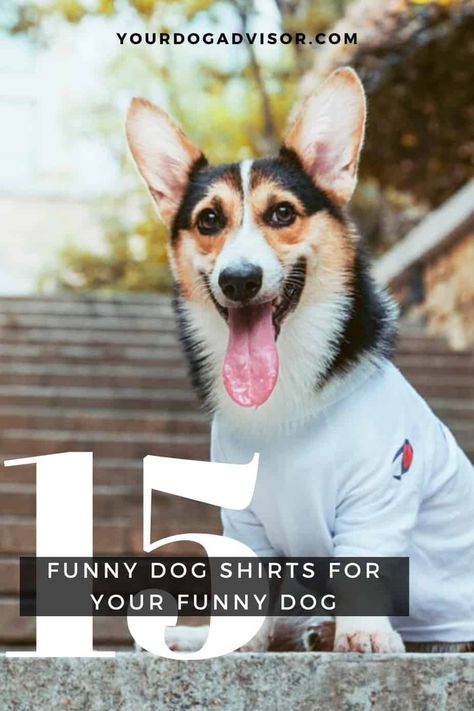 15 Funny Dog Shirts For Your Funny Dog | Your Dog Advisor Dog owners | doggie enthusiasts | raising a dog | raising a puppy | dog owner tips | dog product recommendations | dog products | dog training | dog health tips | gifts for dogs | gifts for dog owners | dog care tips | Dog Lovers | Doggie Desires Funny Dog Shirts For Dogs, Funny Dog Shirts Pets, Dog Owner Tips, Dog Jokes, The Perks Of Being, Cat Jokes, Dog Health Tips, Gifts For Dogs, Dog Fashion