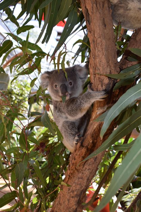 Baby Koala Aesthetic, Koala Bear Aesthetic, Australia Zoo Animals, Koala Aesthetic, Jungle Life, Wildlife Biologist, Wild Tiger, Australia Animals, Pretty Animals