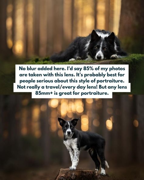 Pet Portrait Background Ideas, Dogs And Owners Photography, Dog Photography Camera Settings, Dogs With Owners Photography, Professional Pet Photography, Photography 101, Photography Courses, Portrait Artist, Portrait Photo