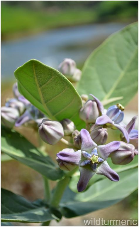 Aak | Madar | Erukku Plant | Crown Flower Medicinal Use & Health Benefits: Remedy For Painful Heel Syndrome | wildturmeric Giant Milkweed, Plant Crown, Periwinkle Plant, Ayurvedic Plants, Milkweed Plant, Plant Benefits, Hibiscus Plant, Ayurvedic Remedies, Herbal Plants