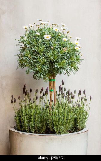 Chamomile Growing, Wooden Apple Crates, Chamomile Plant, Hyacinth Flowers, Terra Cotta Clay Pots, Plant In Pot, Pink Gerbera, Herb Farm, White Chrysanthemum