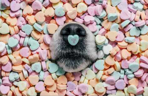 Dog Photo Props, Valentine Dog Photo Shoot, Easter Dog Photoshoot, Pet Photography Props, Dog Noses, Animal Photoshoot, Dog Calendar, Valentine Photo Shoot, Easter Dog