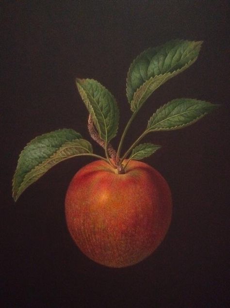 Adam And Eve Apple, Biblical Mythology, Apple Study, Christian Mythology, Painting Apple, Food Vitamins, Moody Botanical, Apple Painting, St Joan