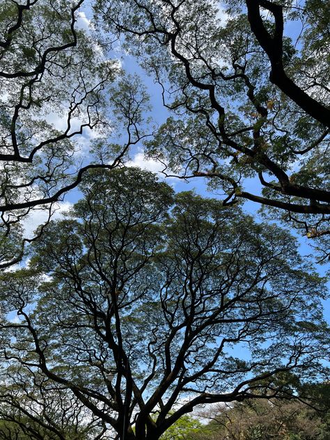 Canopy of trees UP Diliman Canopy Of Trees, Up Diliman Aesthetic, Crown Shyness, Up Diliman, Personalized Gallery Wall, Gold Poster, Tree Canopy, Sky Aesthetic, Night Sky