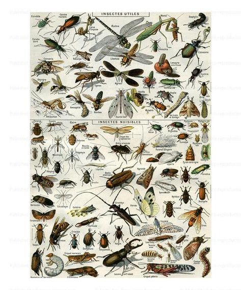 Insectes, Art Print Indie Decor, Jules Cheret, Insect Art, Unframed Wall Art, Canvas Home, Framed Canvas Prints, Style Vintage, Posters Art Prints, Art Supplies Drawing