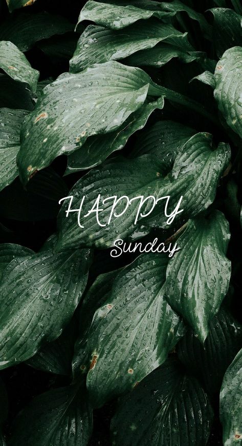 #wallpaper #green #Happysunday #Happy #Sunday. Happysunday Happy Sunday, Phone Photoshoot, Sunday Church, Wallpaper Green, Christian Life, Happy Sunday, Wallpaper Quotes, Jesus, Wall