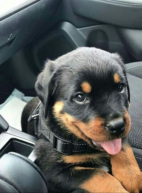 Dogs Rottweiler, Rottweiler Puppy, Rottweiler Love, Rottweiler Lovers, Really Cute Puppies, Really Cute Dogs, Rottweiler Puppies, Rottweiler Dog, Cute Animals Images