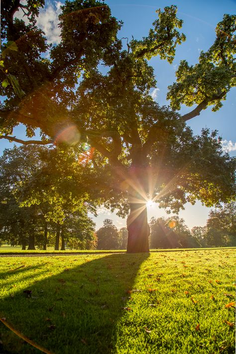 Sunshine Weather, Sun Background, Pictures Of The Sun, Art For Walls, Sun Photo, Cute Sun, Art Nouveau Art, Sunny Weather, Beautiful Tree