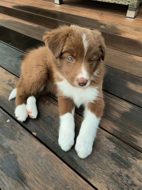 Brown Border Collie Puppy, Border Collie Pups, Brown Border Collie, Border Collie Puppy, Collie Puppy, Brown Border, Cute Dogs Images, Very Cute Puppies, Aussie Puppies