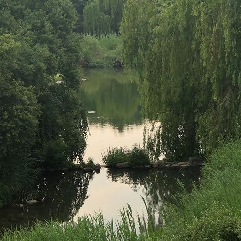 Forest Green Aesthetic, Foto Muro Collage, Dark Naturalism, Trondheim, A Pond, Nature Aesthetic, Pretty Places, Green Aesthetic, Infj