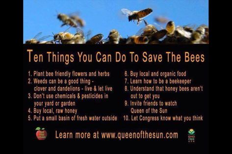 Bee Friendly Flowers, Raising Bees, Save Our Earth, I Love Bees, Bee Keeper, Bee Garden, Bee Friendly, Busy Bee, Save The Bees