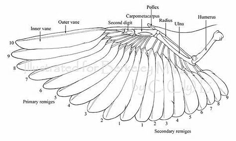 Raven Anatomy, Wings Anatomy, Eagle Reference, Bird Sketching, Wing Reference, Wing Anatomy, Dragon Reference, Wings Sketch, Bird Bones