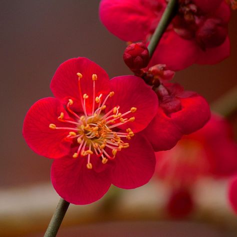 Red plum blossoms at Kitano Tenmangū Shrine in Kyoto, by KyotoDreamTrips, via Flickr Red Sakura Flower, Red Plum Blossom, Plum Blossoms, Flowers Black Background, Red Cherry Blossom, Apricot Blossom, Red Plum, Cherry Flower, Flower Bedroom