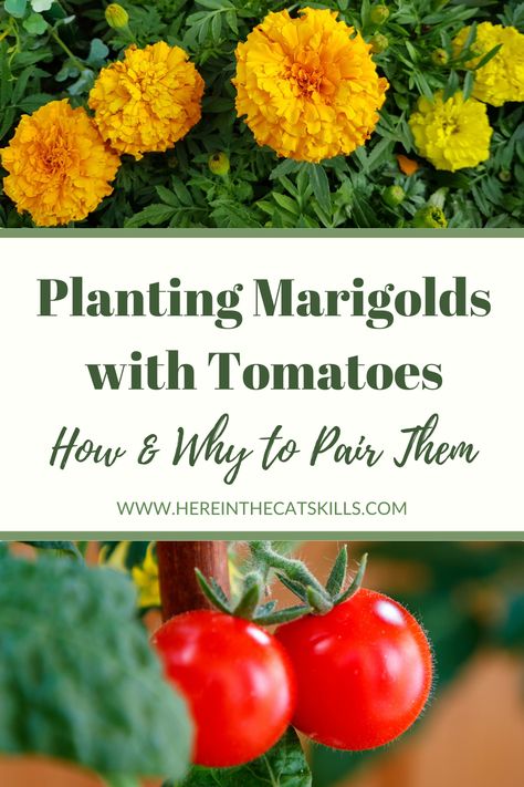 Raised Tomato Beds, Marigolds With Tomatoes, Types Of Marigolds, Tomato Benefits, Marigolds In Garden, Tomato Harvest, Growing Marigolds, Planting Marigolds, Companion Planting Vegetables