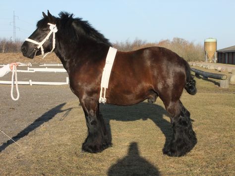 Jutland Horse (Danish) Jutland Horse, Horse Reference, Pony Breeds, Horse Colors, Draft Horse, Draft Horses, Quarter Horse, Horse Breeds, Beautiful Horses