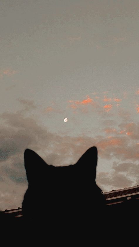 Aesthetic lockscreen // wallpaper #aestheticlocks #artistic #aestheticwallpaper #aesthetic #wallpaper #portrait Cat Aesthetic Lockscreen, Dog Lockscreen Aesthetic, Aesthetic Arabic Wallpaper, Cute Cat Aesthetic Wallpaper Iphone, Cute Cat Lockscreen, Cat Lockscreen Aesthetic, Black Cat Lockscreen, Shadow Aesthetic Wallpaper, Cat Wallpaper Lockscreen