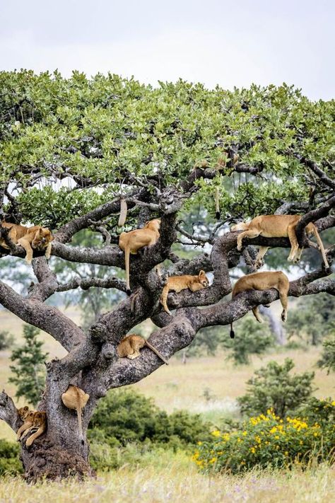 lions literally hanging out. Serengeti Tanzania, African Animals, Animal Planet, Nature Animals, Beautiful Cats, 귀여운 동물, Big Cats, Beautiful Creatures, Wild Cats