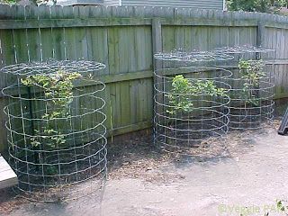 Back Yard Organic Vegetables: How I Protect My Blueberries From Birds. Blueberry Gardening, Blueberry Bush, Garden Cloche, Berry Garden, Bird Netting, Garden Netting, Berry Plants, Blueberry Bushes, Garden Veggies