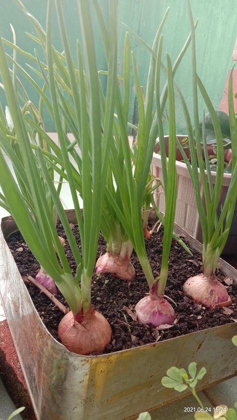 Onion Garden, Gardening At Home, Fruits And Vegetables Pictures, Growing Onions, Best Garden Tools, Vegetable Pictures, Plants In Bottles, Planting Onions, Small Vegetable Gardens