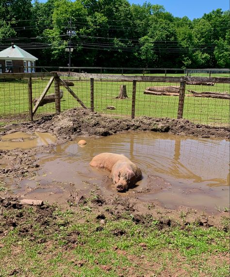 Pig Houses, Hog Farm, Dream Pet, Backyard Farm, Pig Farm, Mud Bath, Pig House, Future Farms, Farm Lifestyle