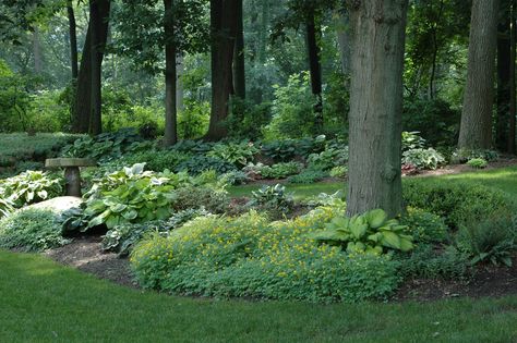 shade garden Shady Backyard Landscaping, Tree Landscaping Ideas, Wooded Yard, Garden Ideas Nz, Best Shrubs For Shade, Shady Backyard, Wooded Backyard, Tree Landscaping, Garden Aesthetics