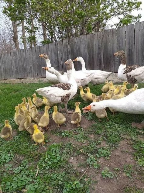 Geese Breeds, Duck Breeds, Cute Chicken Coops, Duck Farming, Raising Ducks, Goat Barn, Backyard Chicken Farming, Livestock Farming, Farm Lifestyle