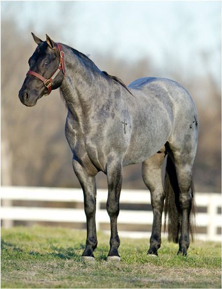 gorgeous blue roan Roan Quarter Horse, Blue Roan Quarter Horse, Nice Horses, Blue Roan Horse, Barnwood Builders, Roan Horse, Horses Wallpaper, Barrel Horses, Cowboy Lifestyle