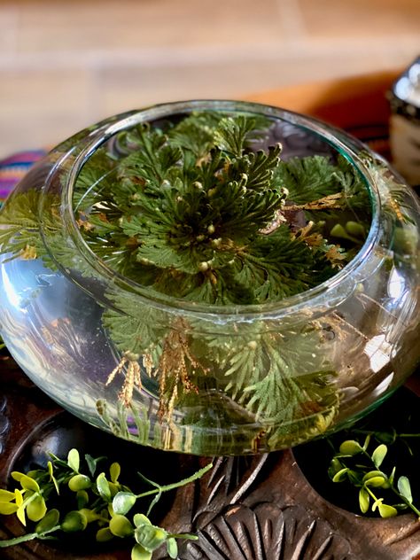 Rosa de Jericó Rose Of Jericho Plant Display, Rose Of Jericho, Terrarium, Flower Decorations, House Plants, Plants, Flowers, Quick Saves