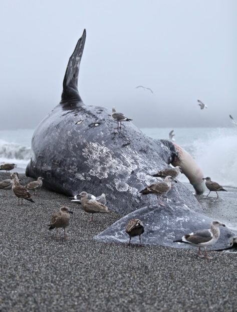 Great Whale, Washed Ashore, Gray Whale, Humboldt County, Whale Art, Marine Mammals, Cat Photography, Photography Instagram, Zoology