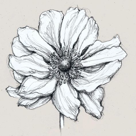 Pencil Sketches Ideas, Pen Drawing Flower, Flower 3d Art, Anemone Drawing, Anemone Hupehensis, Doddle Art, Boho Art Drawings, Nature Sketch, Men Chest