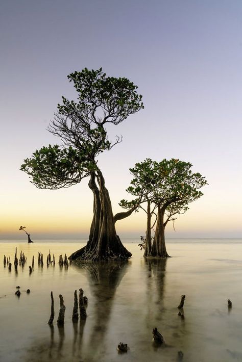 Walakiri Beach, Sumba Islands, Indonisia By Sarah Wouters Nambung National Park, Kootenay National Park, Isle Of Arran, Capitol Reef National Park, Lone Tree, Denali National Park, Best Sunset, Arte Animal, Natural Phenomena