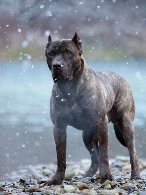 Breed ➡️ BANDOG From slovakia Pavol Hanzel /GARA BANDOG KENNEL 🐶 Salter 5 Years Old Bandog Dogs, Karelian Bear Dog, Pitbull Dogs, Fit Dogs, Mastiff Breeds, Bully Breeds Dogs, Presa Canario, Rare Dog Breeds, Rare Dogs