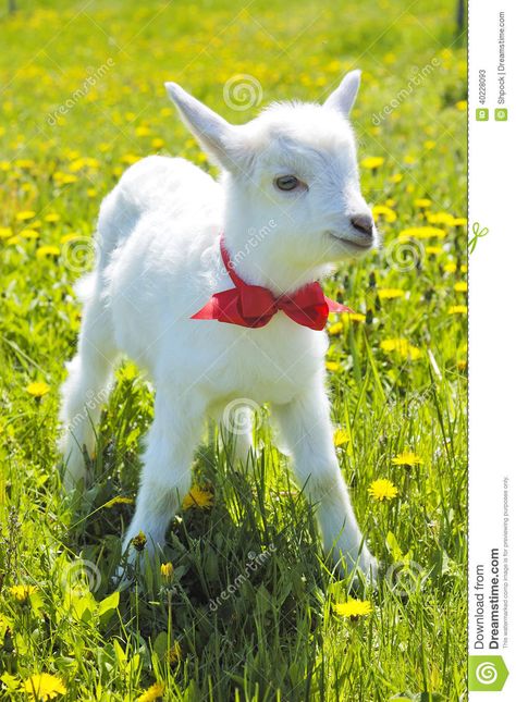 Young Baby Goat With Red Bow-knot Stock Photo - Image: 40228093 Baby Goat, Goat Lover, Baby Goats, Red Bow, Goats, Animal Lover, Photo Image, Cute Animals, Stock Images