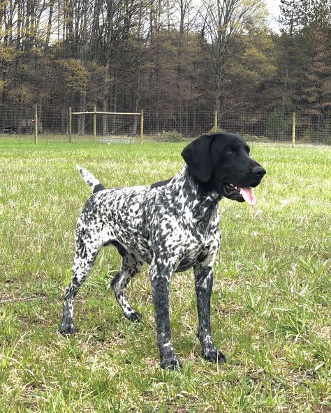 Cole 2.5 years old. Black and white German Shorthair Pointer. German Shorthair Pointer, German Short Hair Pointer Puppy, German Short Haired Pointer, Short Hair German Pointer, Old Danish Pointer, German Shorthaired Pointer Black, Hungarian Dog, Black And White German Shorthair Pointer, Gsp Puppies