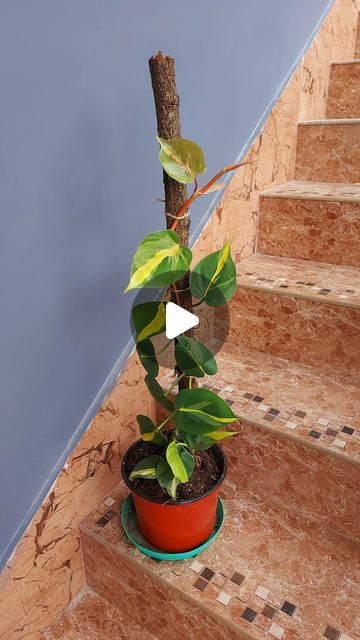 Sona Lepcha on Instagram: "Philodendron Trellis Hack: Using a Natural Branch for Climbing Support" Philodendron Brasil Climbing, Philodendron Trellis, Diy Plant Trellis Indoor, Pothos Climbing Ideas, Gardening Indoors, Branches Diy, Natural Branches, Pothos Plant, Climbing Vines